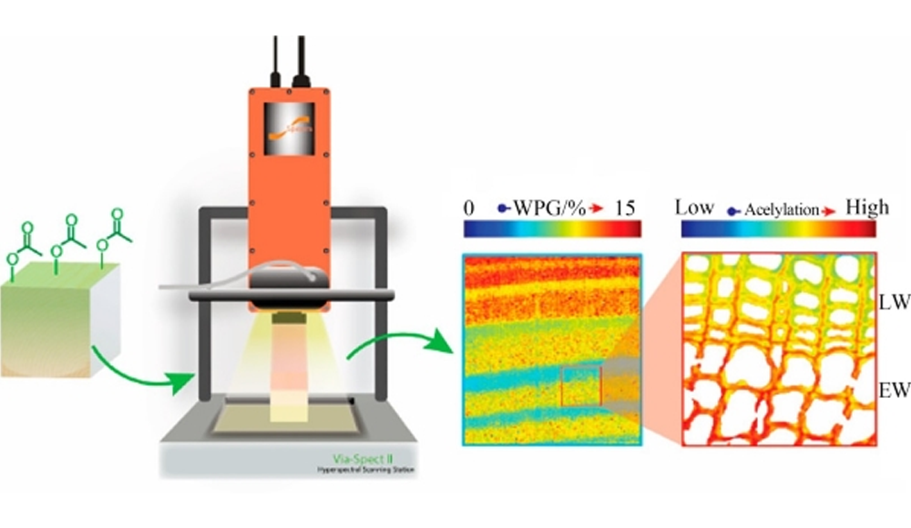 高光譜成像技術(shù)在木材檢測(cè)中的應(yīng)用（下）