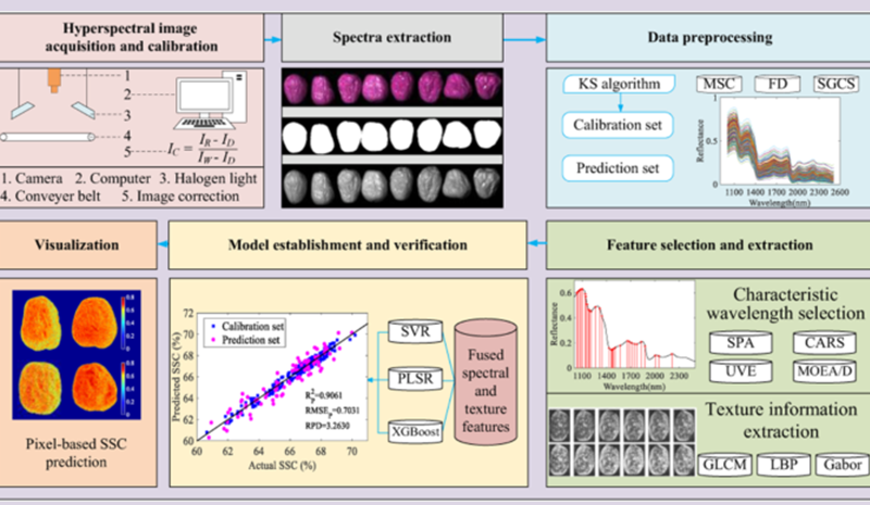 高光譜成像技術(shù)在紅棗研究中的應(yīng)用進(jìn)展（下）