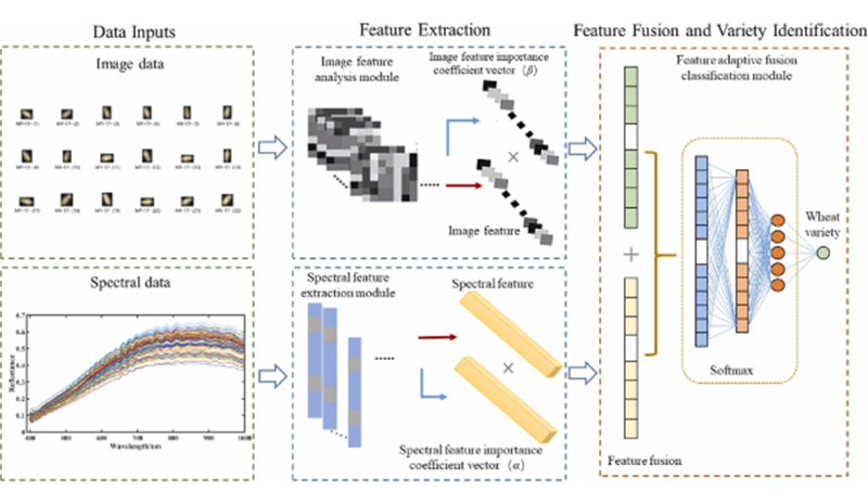 從識(shí)品種到辨霉變，高光譜成像賦能糧食質(zhì)量全鏈條監(jiān)控
