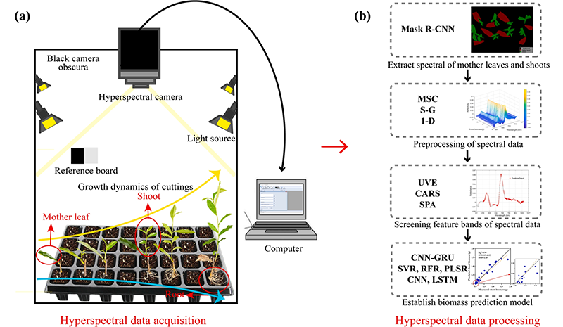 根系生物量難測(cè)？高光譜 + LSTM 模型，無創(chuàng)搞定茶樹扦插苗根系評(píng)估